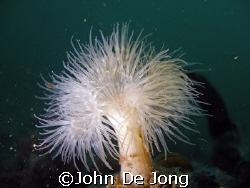 Anjelier by John De Jong 